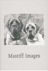 mastiff images